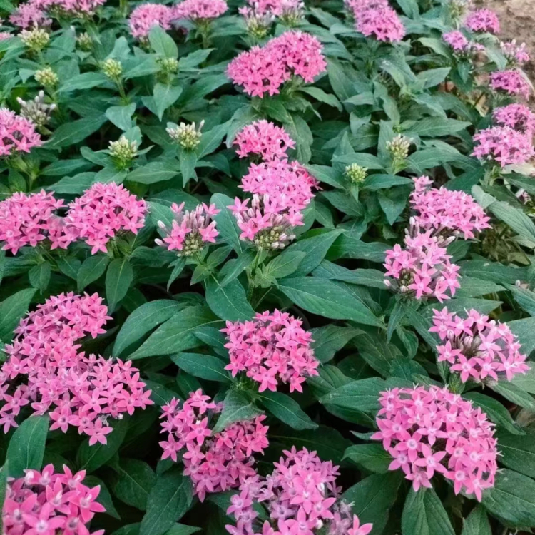 繁星花、五星花