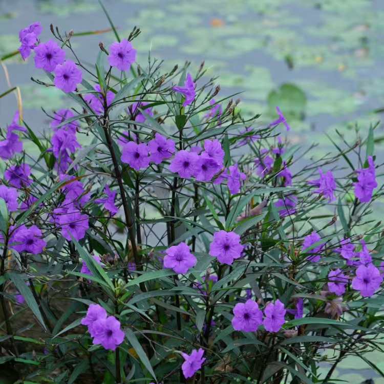 翠芦莉