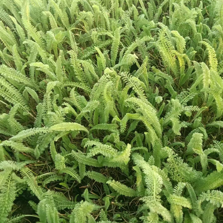 高山蓍草