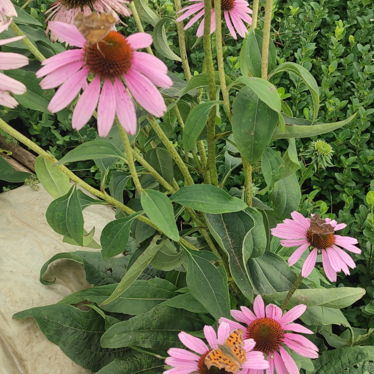 松果菊