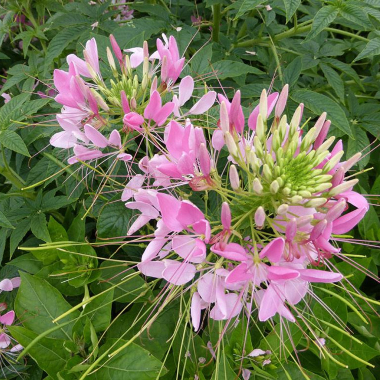 醉蝶花